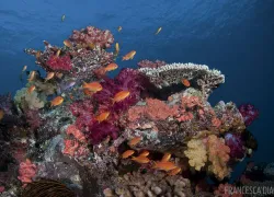 scuba-diving-fiji-reefs.jpg.webp