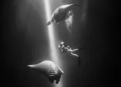 scuba-diving-manta-night-kona-hawaii.jpg.webp
