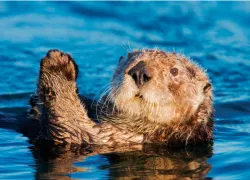 sea-otter_.jpg.webp