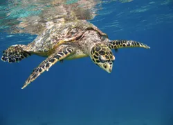 sea_turtle.jpg.webp