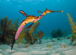 seadragonwitheggs_YP-D-brandon_cole.jpg.webp