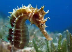 seahorse_shutterstock.jpg.webp