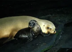 seal-pup_.gif.webp