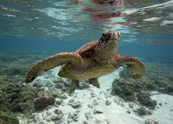 seaview-_gbr_mignon.jpg.webp