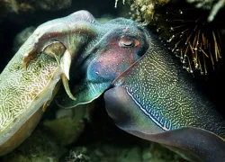seaview-_cuddly-cuttlefish_vanessa-mignon.jpg.webp