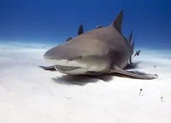 seaview-_sharks_mignon.jpg.webp