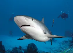 shark--budget-trip_.jpg.webp