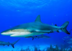 shark-week.jpg.webp