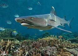 shark.jpg.webp