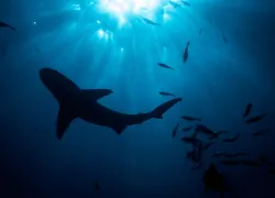 shark_seasport_divers.jpeg.webp