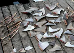 sharkfin.jpg.webp