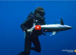 sharkgirl_thumb_.jpg.webp