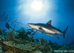 shark scuba diving Cuba