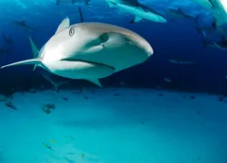 shooting-sharks.jpg.webp