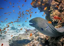 shutterstock_.jpg.webp