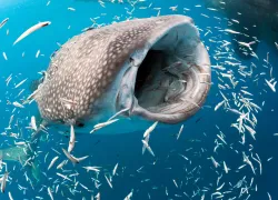 shutterstock__whaleshark_TRANDUYLONG.jpg.webp