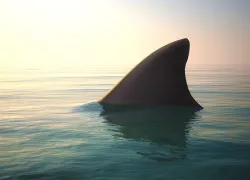 smoothhound_thumbnail.jpg.webp