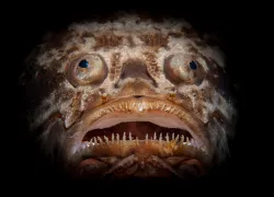 snoot - christian loader - scubazoo-.jpg.webp