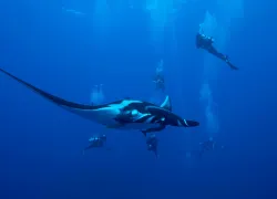 socorro island manta ray