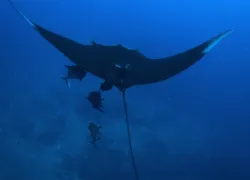 scuba diving socorro mexico
