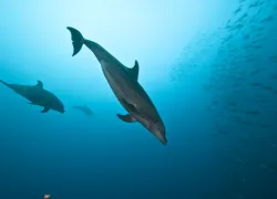 socorros - dolphin.jpg.webp
