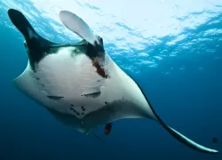 socorros - manta close-up.jpg.webp