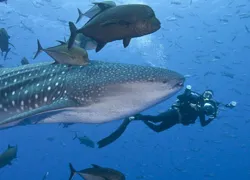 socorros_whaleshark_tout_.jpg.webp