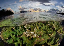 solomons-_coral-reef-over-under_daniels.jpg.webp