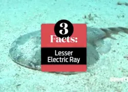 spd-facts-electricray.jpg.webp