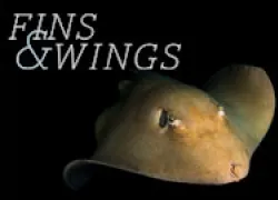 spd-fins-wings-thumbnail.jpg.webp