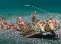 spd-horn-shark.jpg.webp