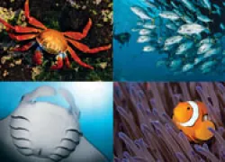 spd-liveaboard-wildlife-thumb.jpg.webp