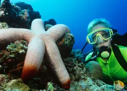 spd-starfish-thinkstock__x.jpg.webp