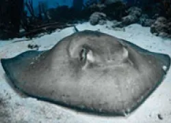 spd-stingray-pier-bonaire_thumb.jpg.webp