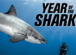 spd-year-of-shark_thumb-rev.jpg.webp
