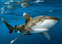spd_sharkofthemonth_-.jpg.webp