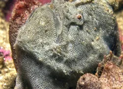 Red-fingered anglerfish underwater photo marine life