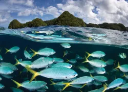 spd_palau_.jpg.webp