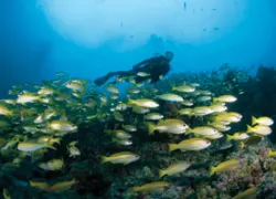 scuba diving gear tips
