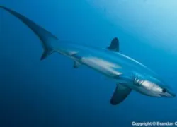 spd__shark_-_copyright_brandon_cole.jpg.webp