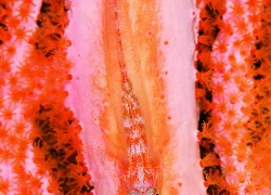 spd_gallery_.jpg.webp