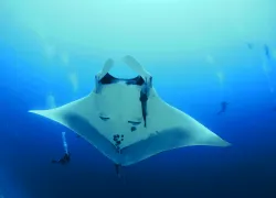 spd_manta_.jpg.webp