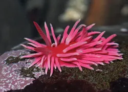 spd_seaslug_rwolf__-.jpg.webp