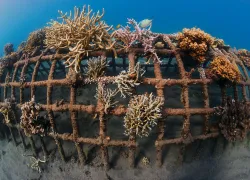 spdperfectcoral-web.jpg.webp