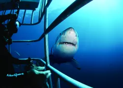 spd_shark_.jpg.webp
