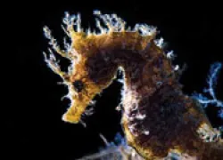 spd_images_seahorse_thumb.jpg.webp