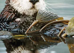 Sea otter cute kelp water 