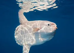 spd_mola_bwtweb.jpg.webp