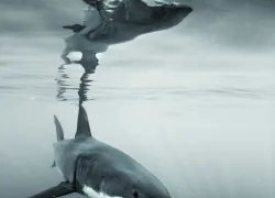 spd_shark_.jpg.webp