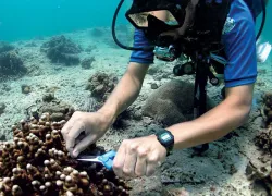 spd_algae_coralsampling.jpg.webp